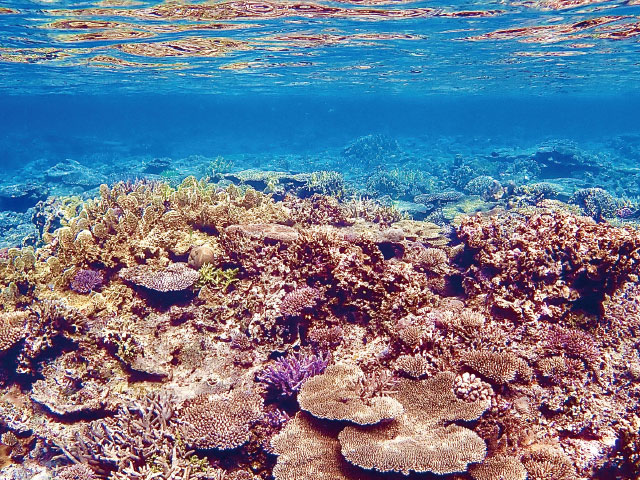 サンゴってなに？「サンゴの役割と海の世界」