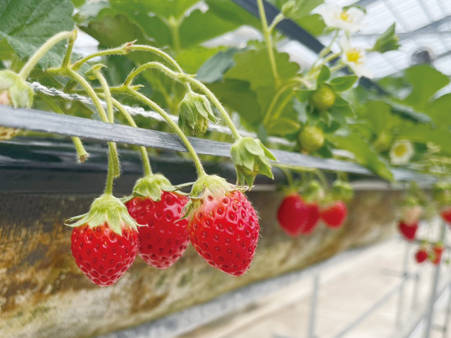 あまいの大好き！農園