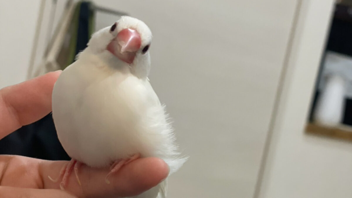 白文鳥のまめです - 宮古島BBcom
