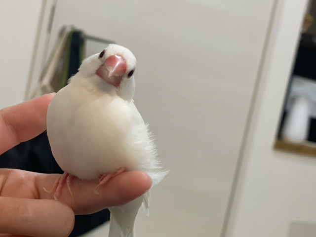白文鳥のまめです